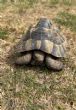 Spur Thighed : Male approx 9 years olds (Moe)